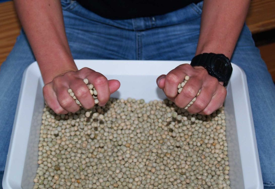 Jemand knetet in seinen Händen Kugeln, welche in einem Behälter zwischen seinen Beinen sind