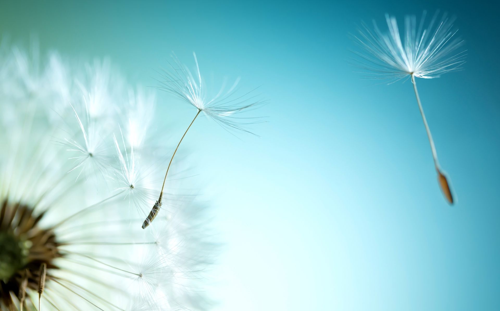 Pusteblume mit wegfliegenden Samen